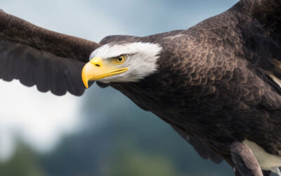 The Magnificent American Bald Eagle: A Symbol of Freedom