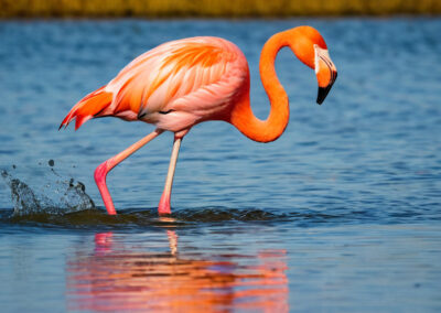 flamingo wading in water