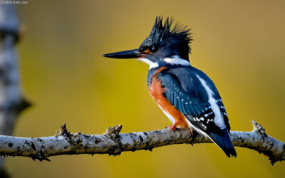 Unveiling the Bold Belted Kingfisher: A Master of Fishing