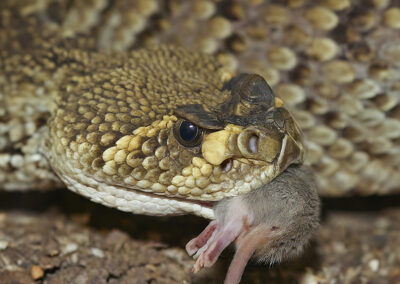 Diamond-back rattlesnake eating a mouse