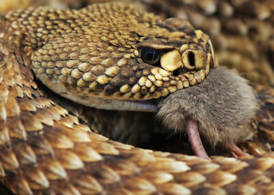 Diamond-back rattlesnake eating a mouse