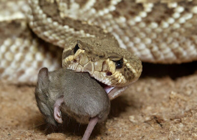 Diamond-back rattlesnake eating a mouse