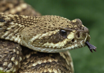 Diamond-back rattlesnake head