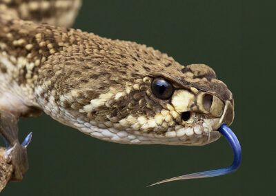 Diamond-back rattlesnake venomous tongue