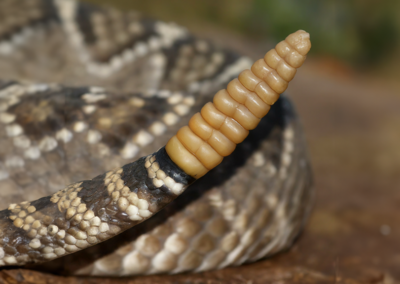 Diamond-back rattlesnake tail