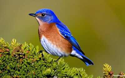 Meet the Eastern Bluebird: A Burst of Color and Joy
