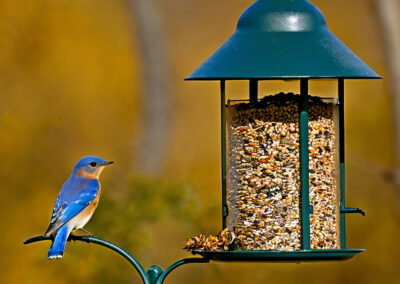 Eastern Bluebird at bird feeder