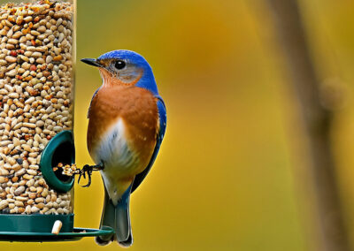 Eastern Bluebird at bird feeder