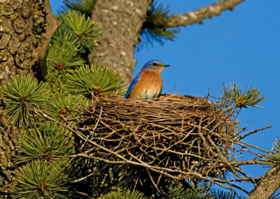 Eastern Bluebird's Nest