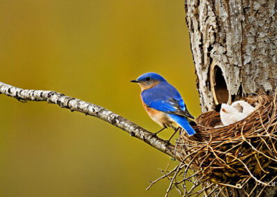 Eastern Bluebird's Nest