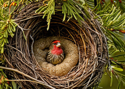 House Finch nest