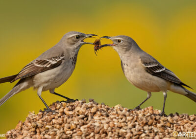 Northern Mockingbird eating insects in summer