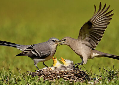 Northern Mockingbird Defending its chicks and eggs