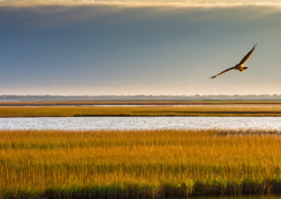 Northern Harrier flying low