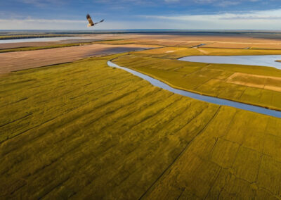 Northern Harrier flying low