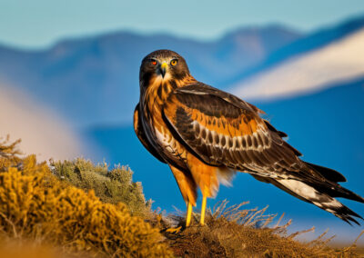 Norther Harrier Male