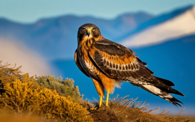 Northern Harrier: The Hawk with the Owl Face