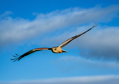 Northern Harrier Migrating South