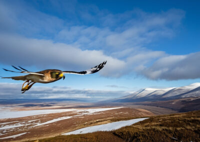 Northern Harrier Migrating South