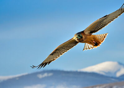 Northern Harrier Migrating South