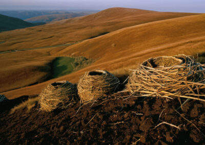 Northern Harrier nest