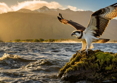 Osprey Fishing