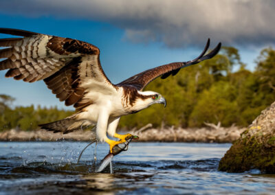 Osprey Fishing
