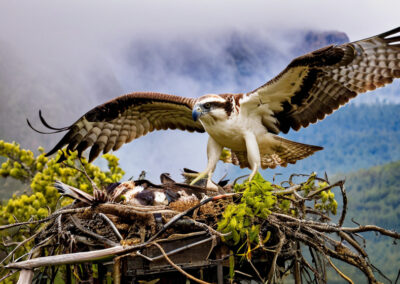 Osprey nest