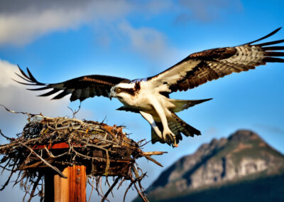 Osprey nest