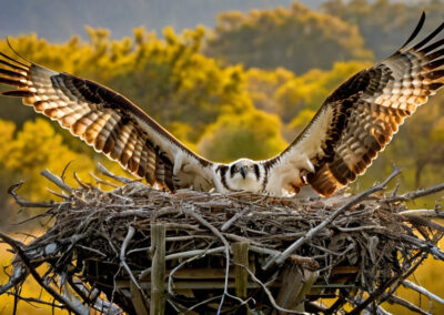 Osprey nest