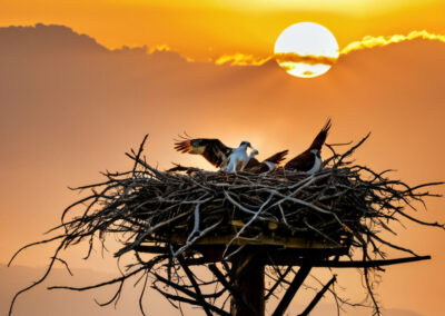 Osprey nest