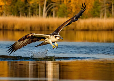 Osprey flying of a body of water