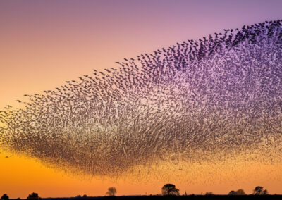Purple Martin birds migrating