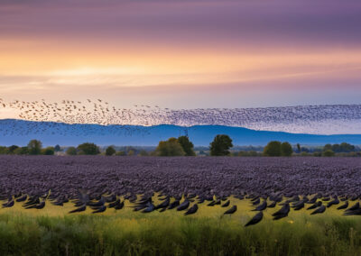 Purple Martin birds migrating