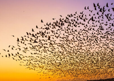 Purple Martin birds migrating