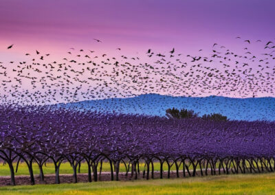 Purple Martin birds migrating