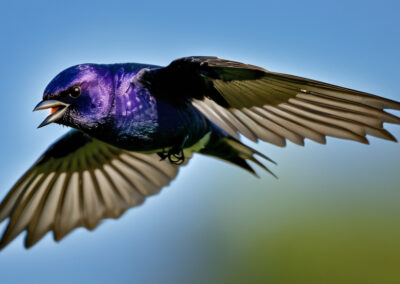 Purple Martin dart through the air, snapping up bugs