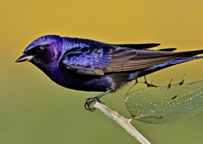 Purple Martin dart through the air, snapping up bugs