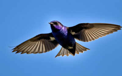 Discover the Purple Martin: The Aerial Acrobat of the Skies