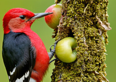 Red-headed Woodpecker eating fruits