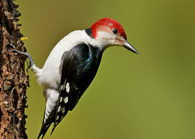 Red-headed Woodpecker flips and flutters