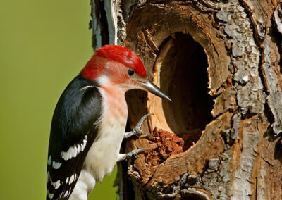 Red-headed Woodpecker chiseling out its nest