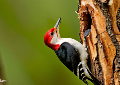 Red-headed Woodpecker chiseling out its nest