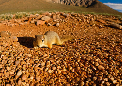 Round-Tailed Ground Squirrel habitat