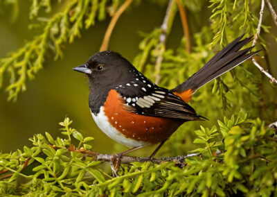 Spotted Towhee master of camouflage