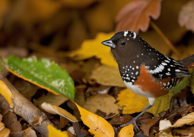 Spotted Towhee hangouts