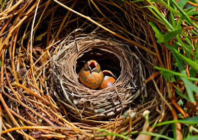 Spotted Towhee nest