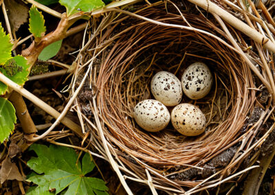 Spotted Towhee nest