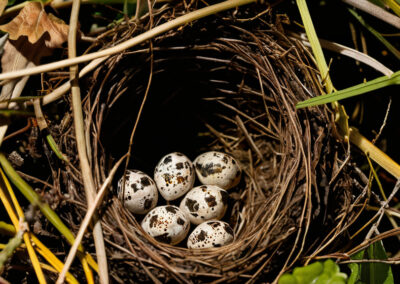Spotted Towhee nest
