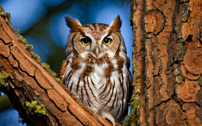 Western Screech Owl